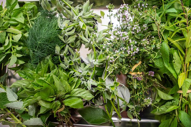 Arbore & sens Les plantes de Juliette ©Adfields